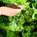 Kale Garden Seeds - Dwarf Siberian - 1 Oz - Non-GMO, Heirloom Vegetable Gardening, Sprouting & Microgreens Seed   565498808